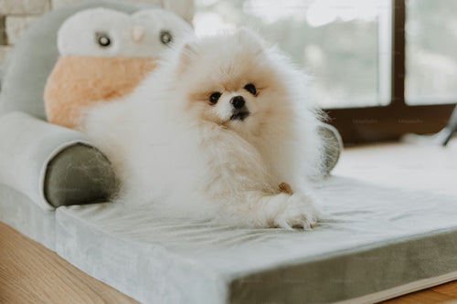 The Cloud Lounger