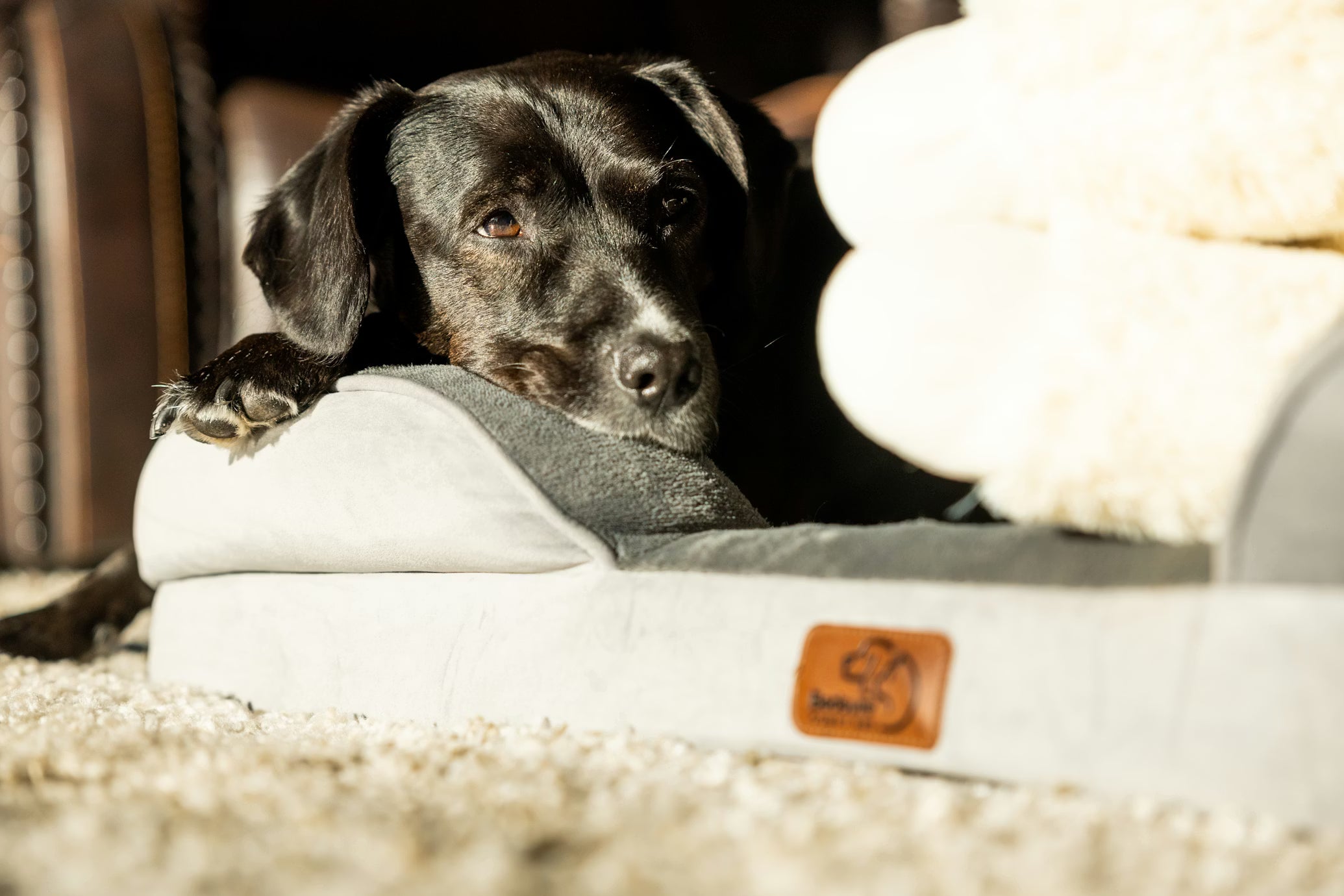 The Cloud Lounger