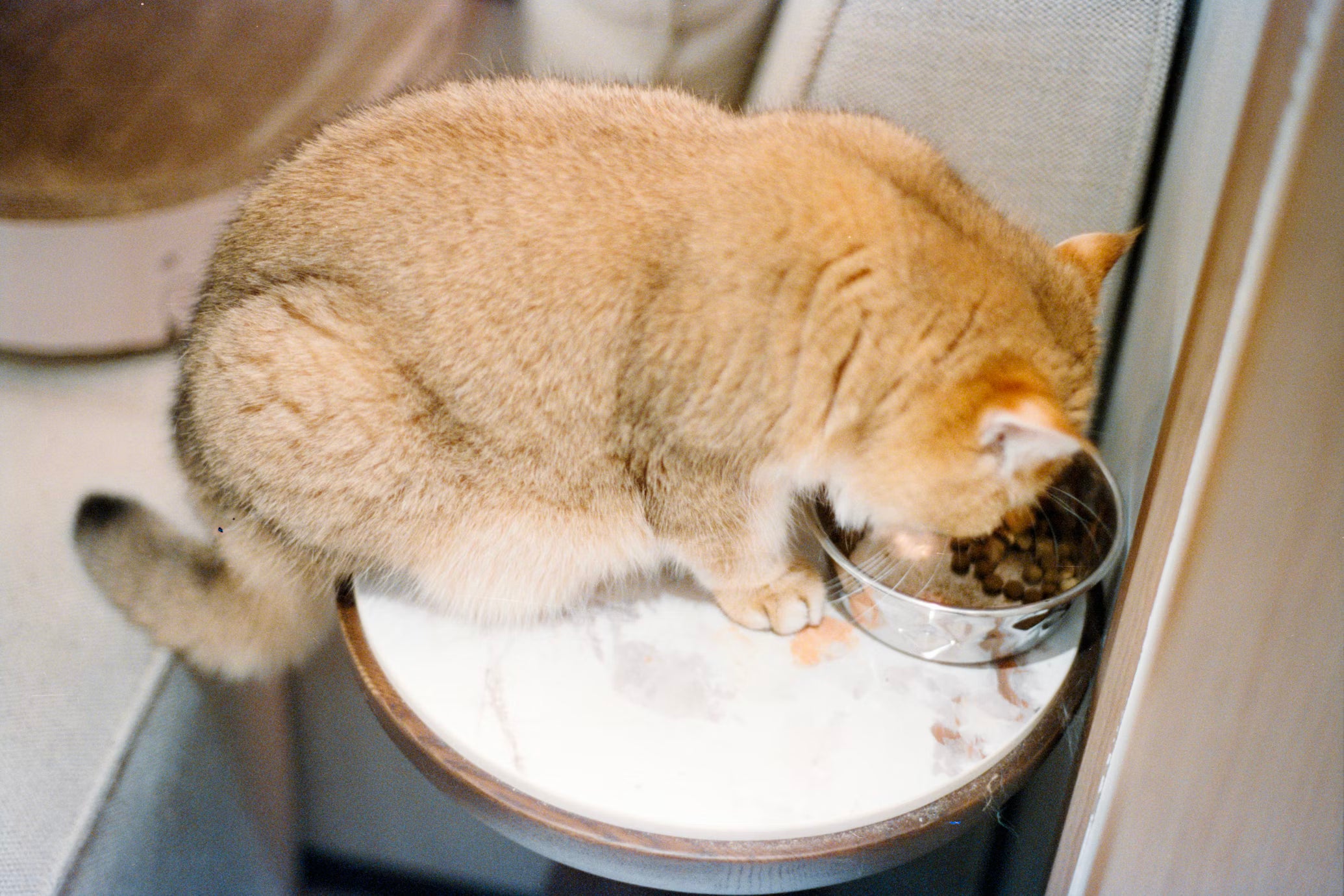 The Forever Bowl