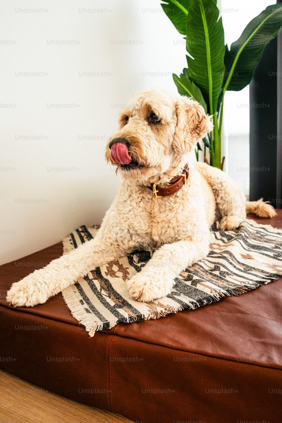 The Forager Snuffle Mat