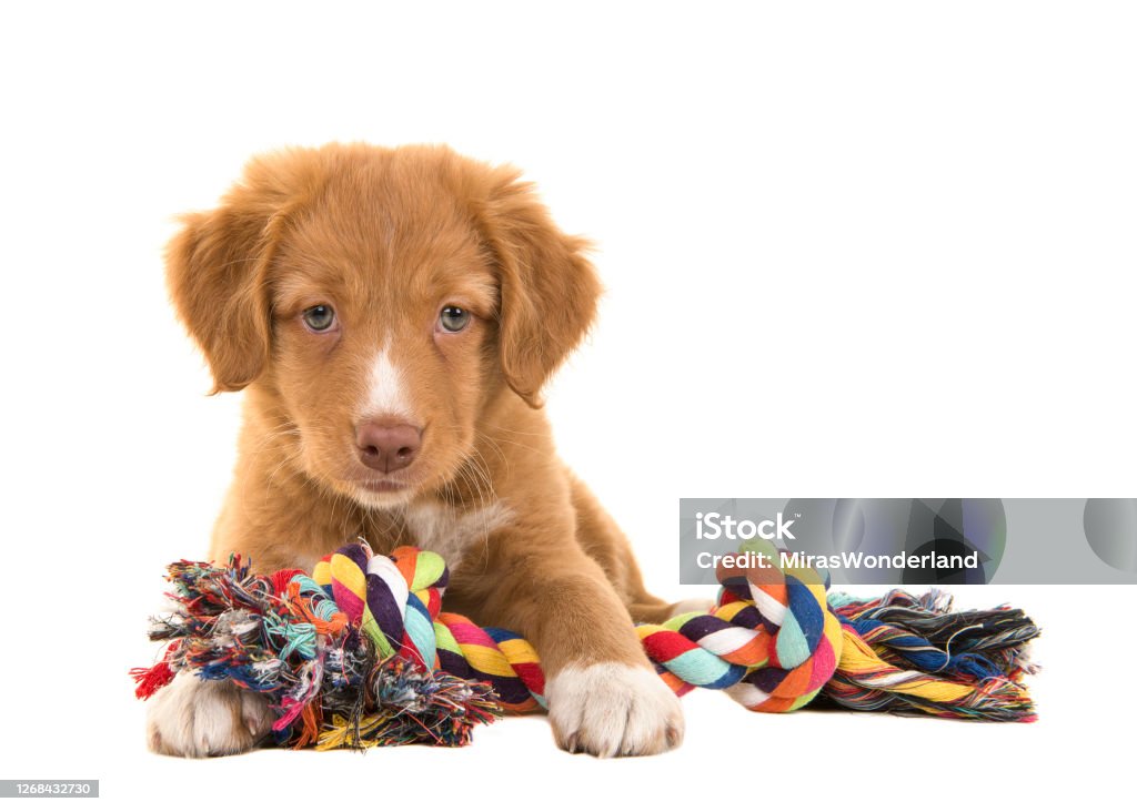 The Twist Rope